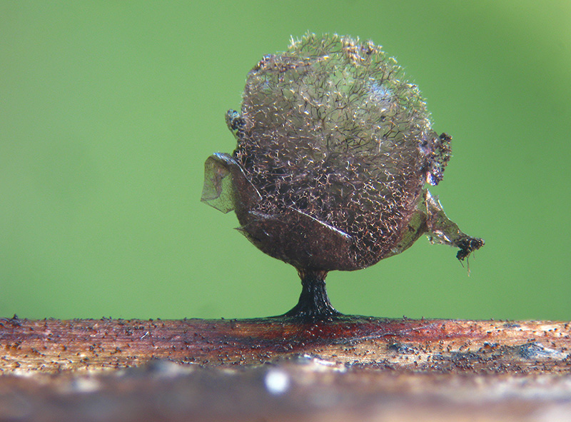 Lamproderma ovoideum?